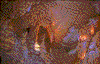 Click on thumbnail to view a full-size image
