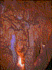 Click on thumbnail to view a full-size image