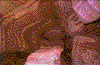 Click on thumbnail to view a full-size image