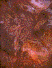 Click on thumbnail to view a full-size image