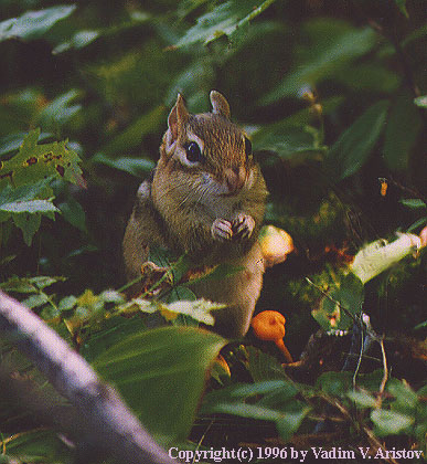 Chipmunk in the forest