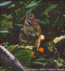 Click on thumbnail to view a full-size image