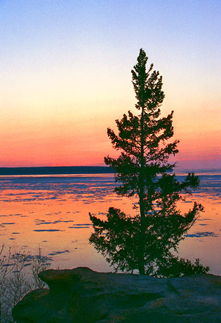 Pine