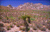Click on thumbnail to view a full-size image