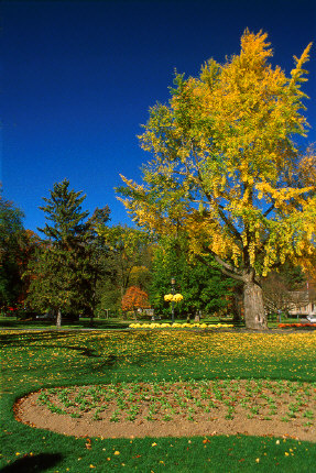 Autumn Landscape