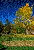 Click on thumbnail to view a full-size image