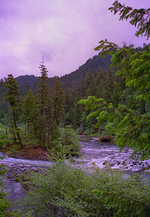 The Rapids