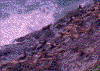 Click on thumbnail to view a full-size image