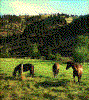 Click on thumbnail to view a full-size image