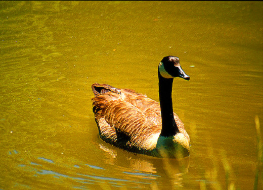 Canadian Goose