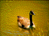 Click on thumbnail to view a full-size image