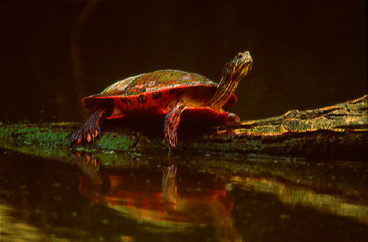 Eastern Redbelly Turtle