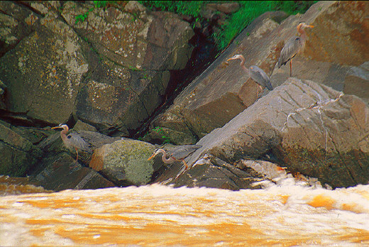 Fishing herons