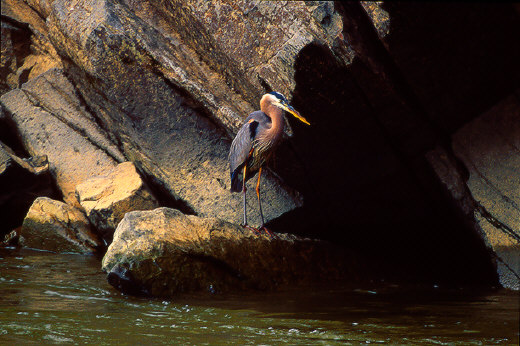 Great Blue Heron