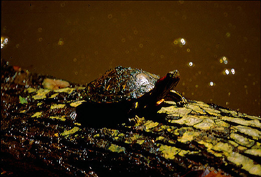 Eastern Redbelly Turtle
