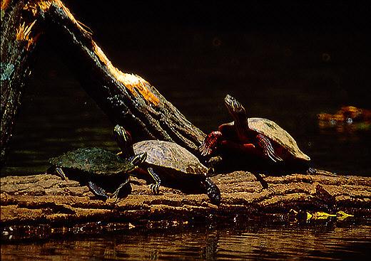 Eastern Redbelly Turtles