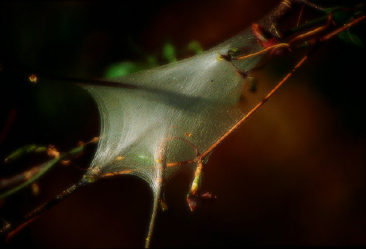 Spider Net