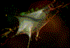 Click on thumbnail to view a full-size image