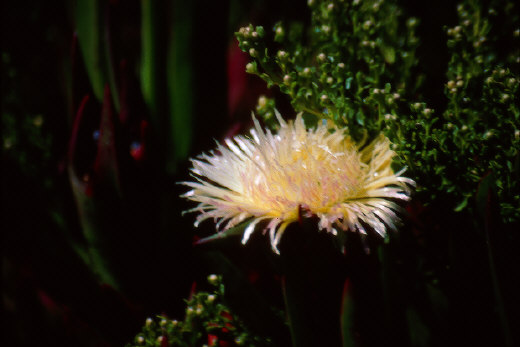 Wildflower
