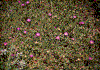 Click on thumbnail to view a full-size image