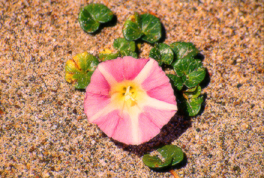 Wildflower