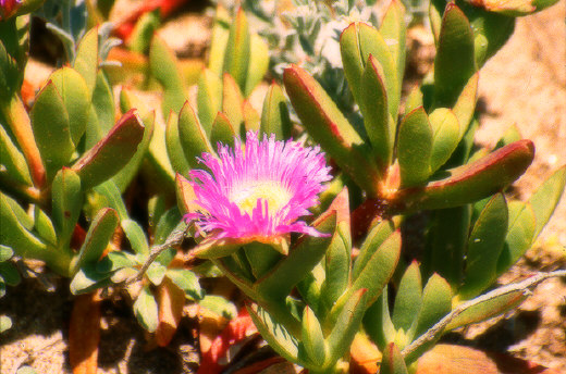 Wildflower