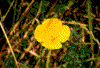 Click on thumbnail to view a full-size image