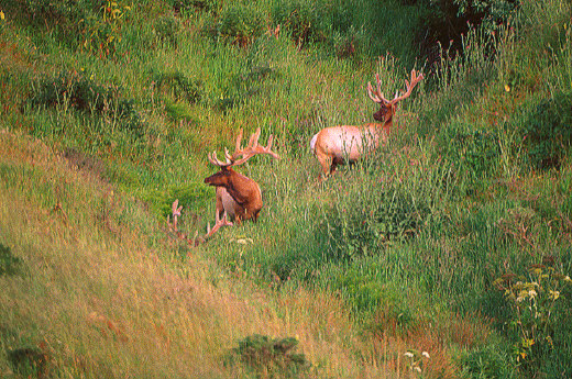 Tule Elks