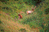 Click on thumbnail to view a full-size image