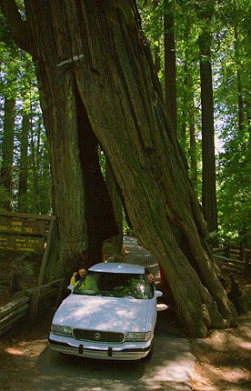 Drive-thru tree