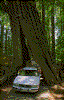 Click on thumbnail to view a full-size image