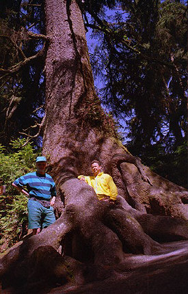 Elefant tree