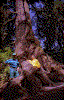 Click on thumbnail to view a full-size image