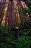 Click on thumbnail to view a full-size image