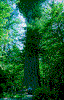Click on thumbnail to view a full-size image
