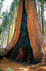 Click on thumbnail to view a full-size image