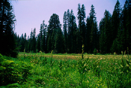 Crescent Meadow