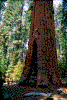 Click on thumbnail to view a full-size image
