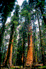 Click on thumbnail to view a full-size image