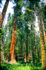 Click on thumbnail to view a full-size image