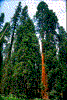 Click on thumbnail to view a full-size image