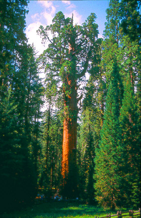 General Sherman Tree
