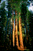 Click on thumbnail to view a full-size image