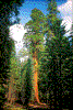 Click on thumbnail to view a full-size image