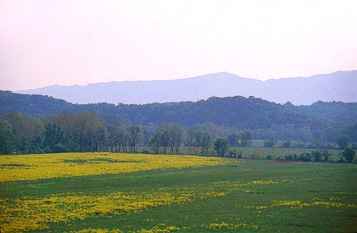 Flower fields near Front Royal