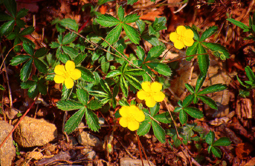Barren Strawberry