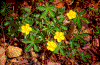 Click on thumbnail to view a full-size image
