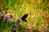 Click on thumbnail to view a full-size image