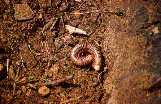 Narceus Americanus millipede