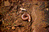Click on thumbnail to view a full-size image